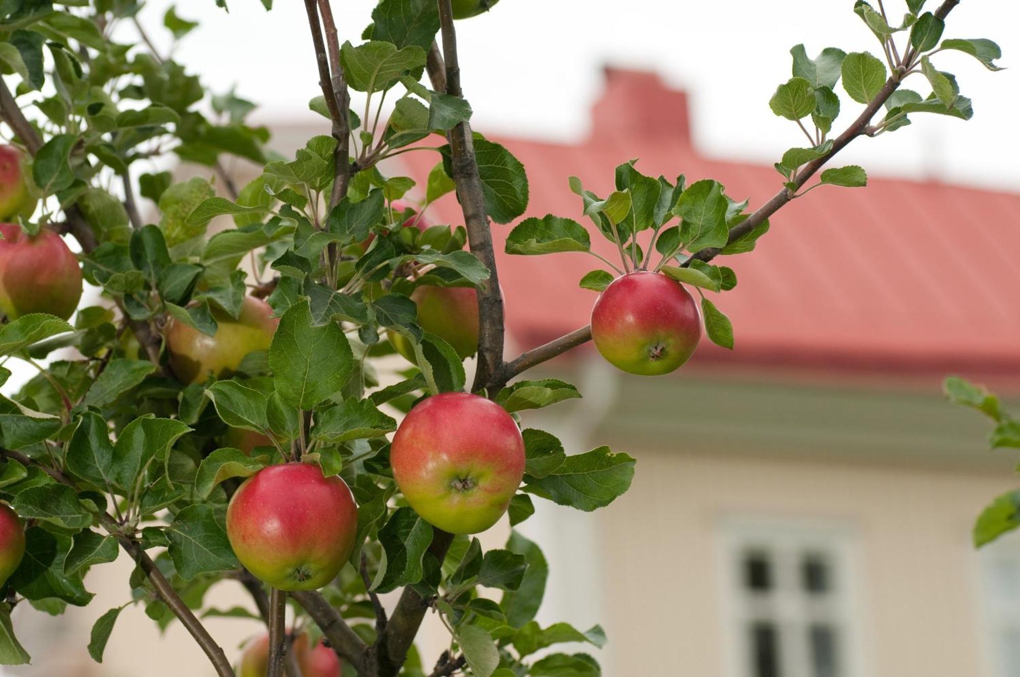 Stiftsgarden Konferens & Hotell Шеллефтео Екстер'єр фото